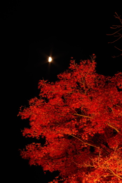 秋夜