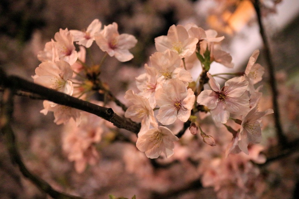 夜桜