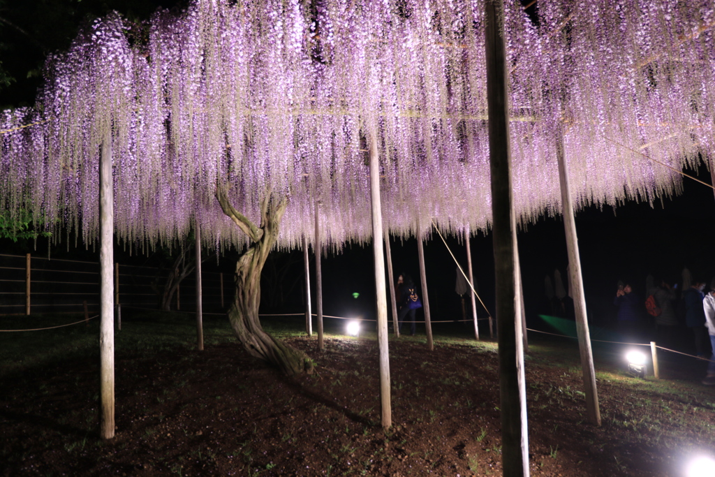 ライトアップNO2