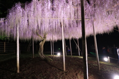 ライトアップNO2