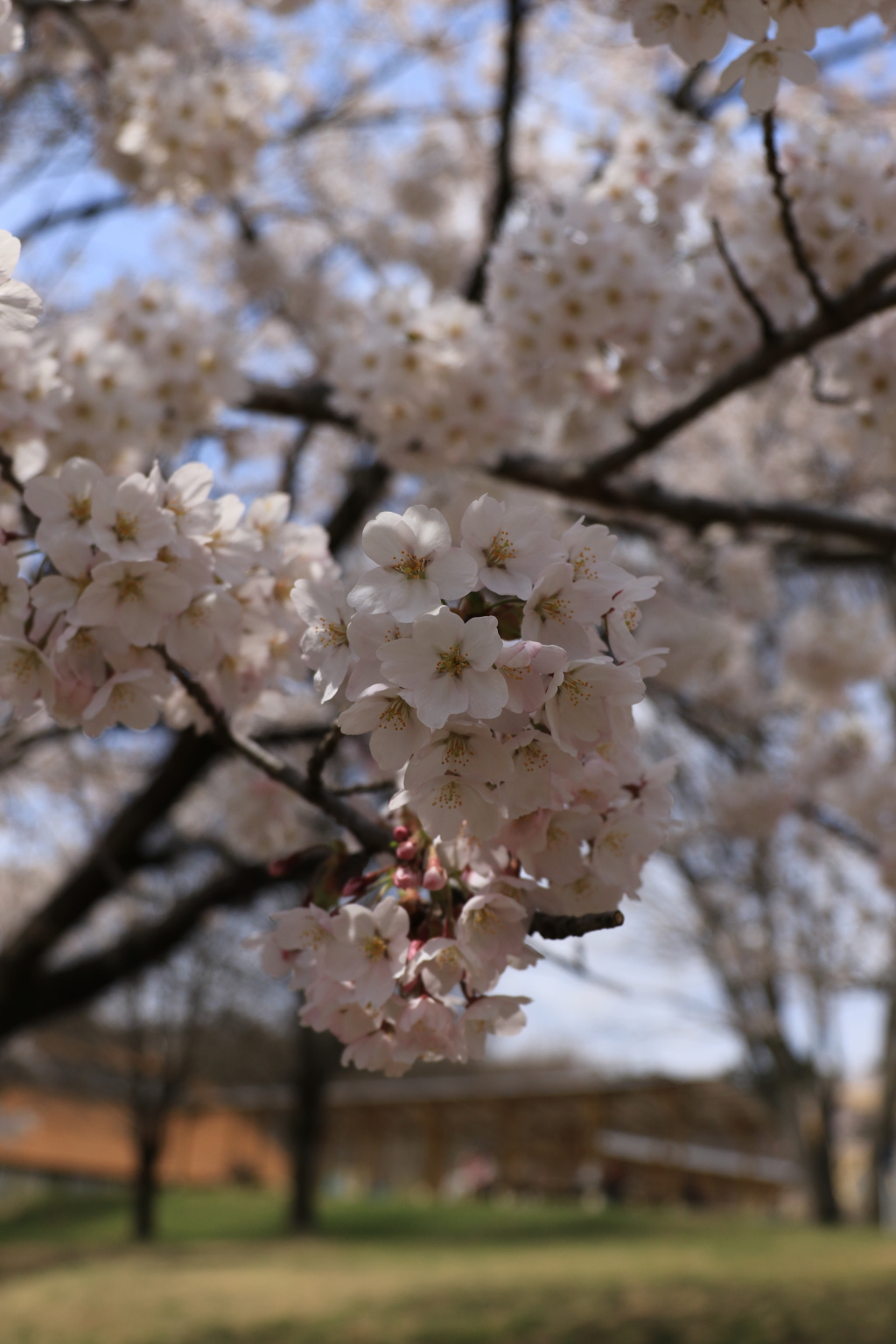 赤城千本桜NO４