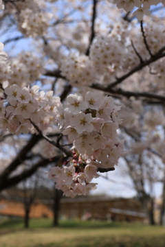 赤城千本桜NO４