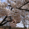 赤城千本桜NO４
