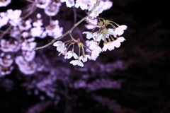 赤城夜桜
