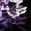 赤城夜桜