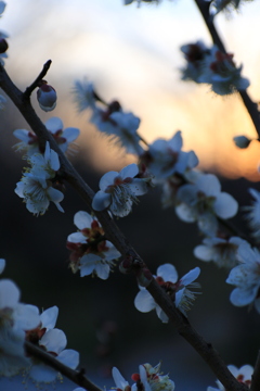 梅の花