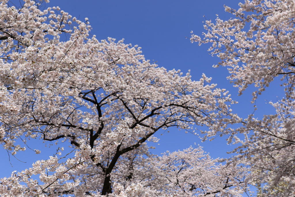 2022 赤城山千本桜