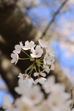 2022 赤城山千本桜