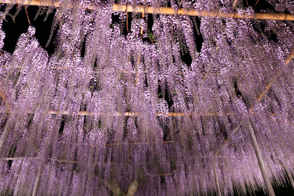 ライトアップのふじ