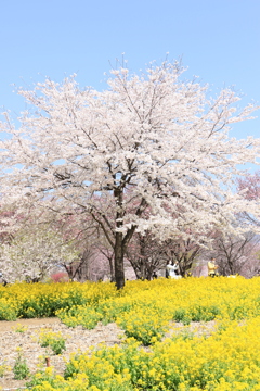 2022 赤城山千本桜