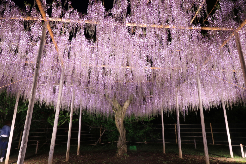 ふじの花