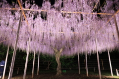 ふじの花