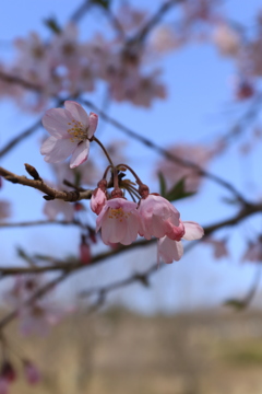 赤城千本桜NO1