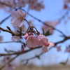 赤城千本桜NO1