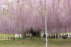 足利フラワーパークのふじ