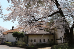 赤城千本桜NO2