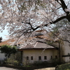 赤城千本桜NO2