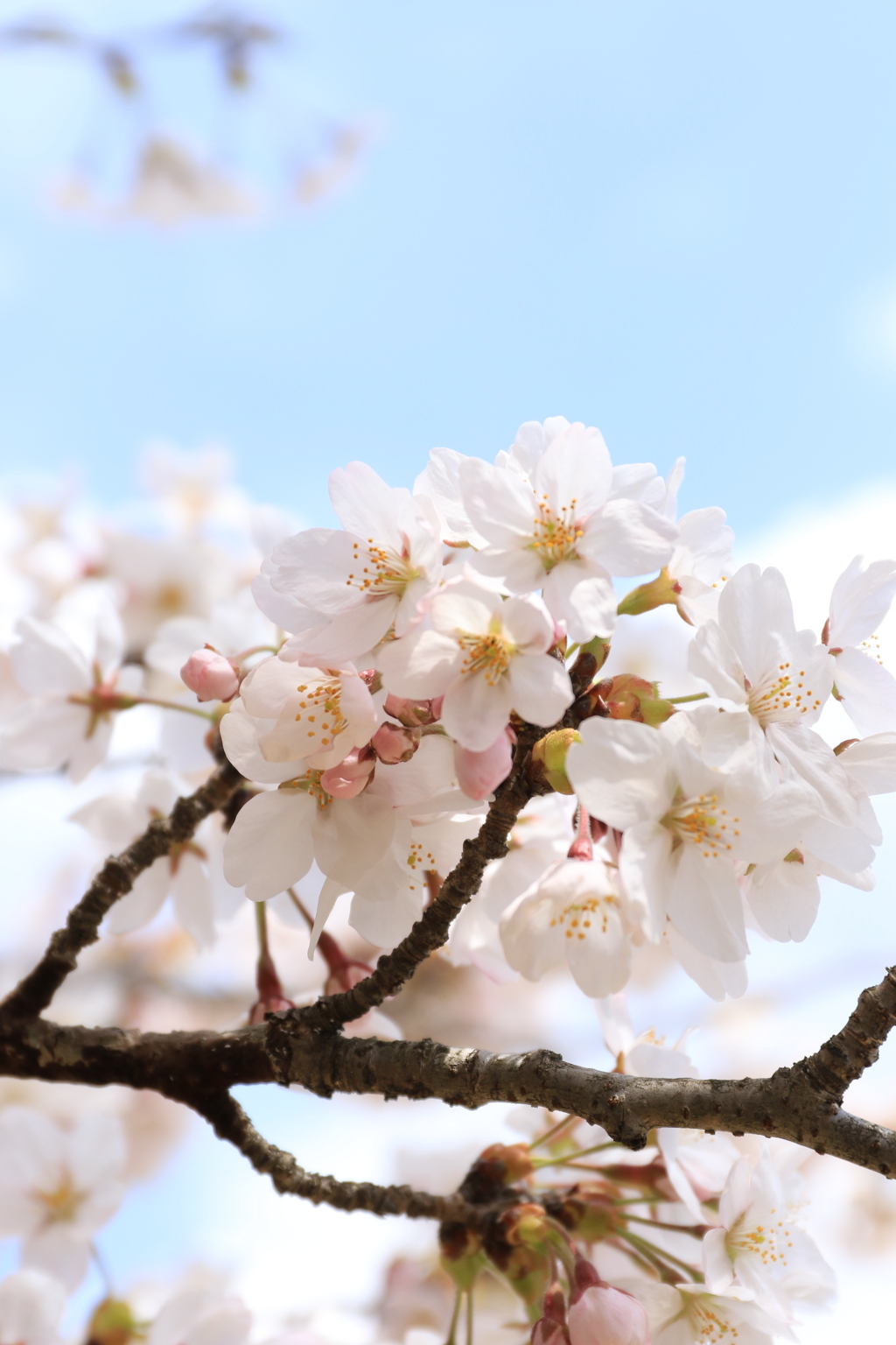 赤城千本桜NO３