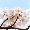 赤城千本桜NO３