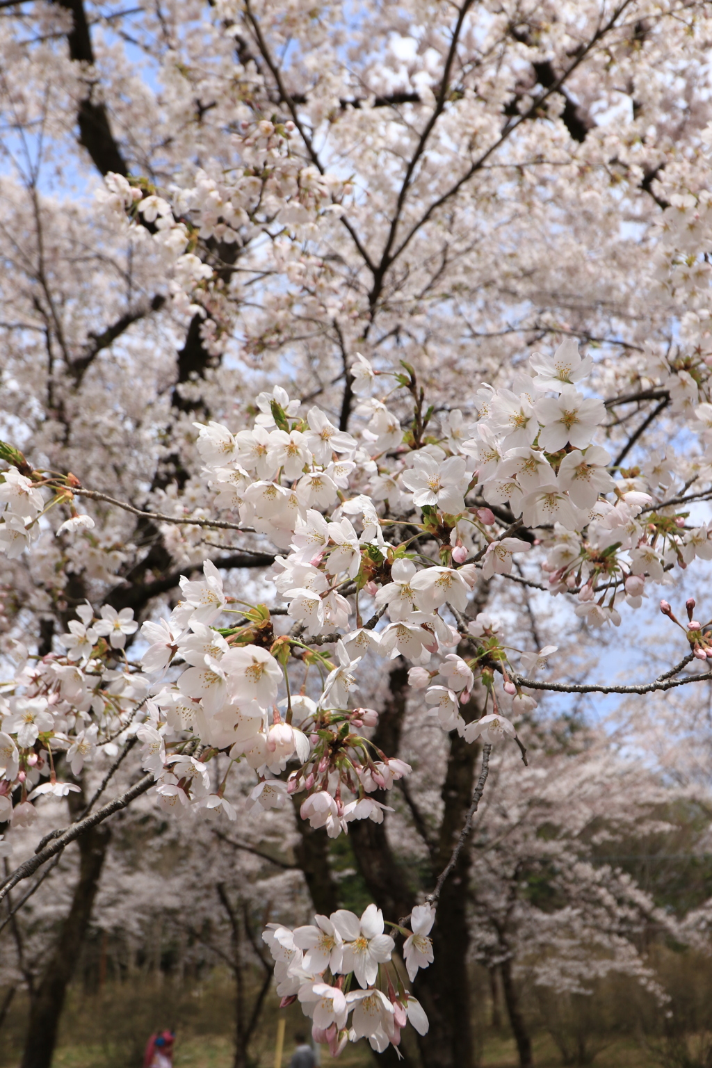 赤城千本桜NO５