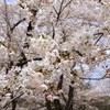 赤城千本桜NO５