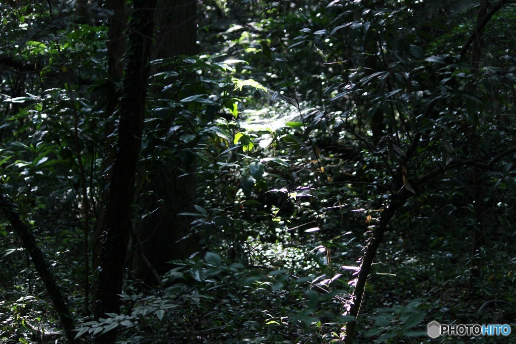 狭山市「大鷹の森」にて