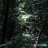 狭山市「大鷹の森」にて