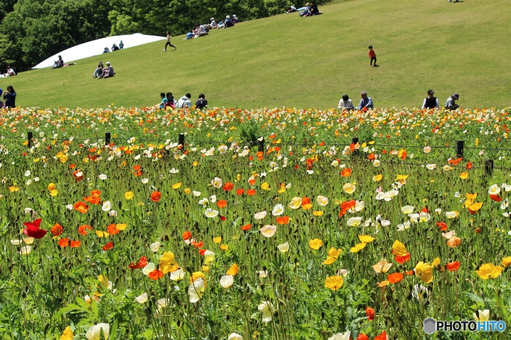 森林公園（埼玉県）