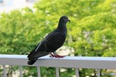 ベランダの鳩