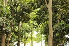 久保稲荷神社の木々