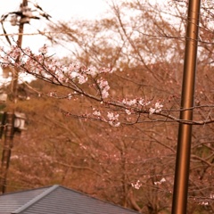桜の季節ですね