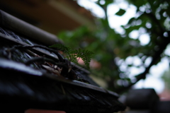 粛々と