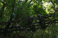 森に帰る