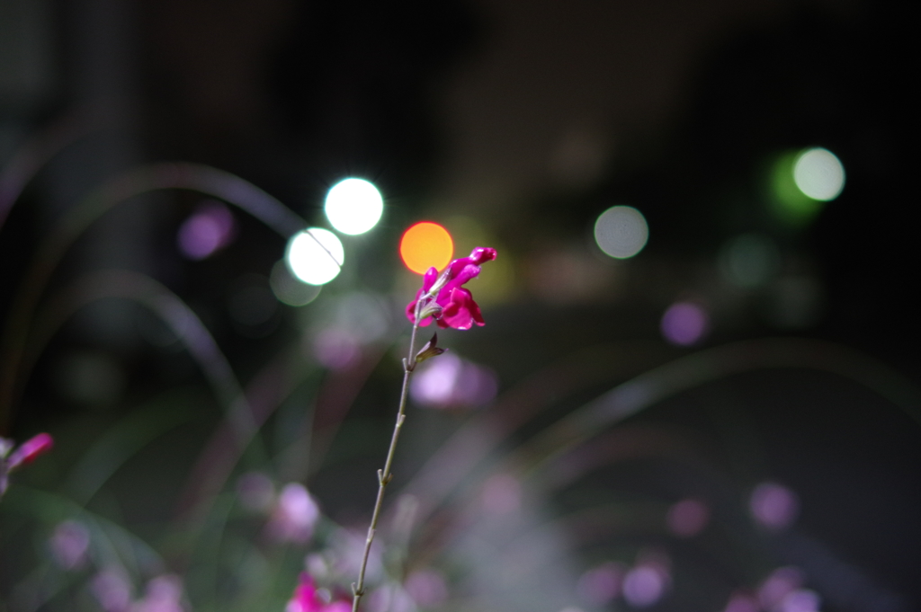 夜に溶ける