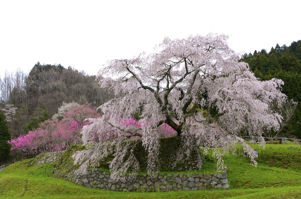 瀧の枝振り