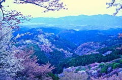 吉野山の桜吹雪