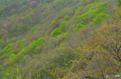 春のもこもこ山②