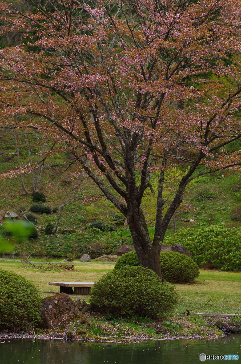 大好きな一本桜♪
