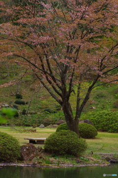 大好きな一本桜♪