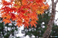 紅葉・・・