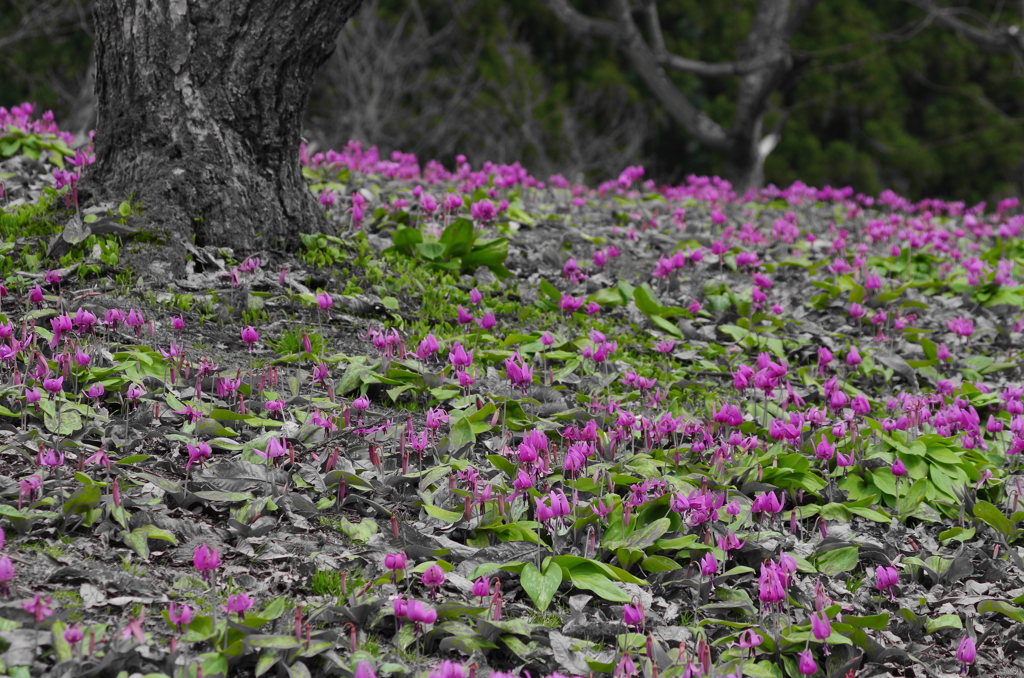 かたくりの花 ～2015②～