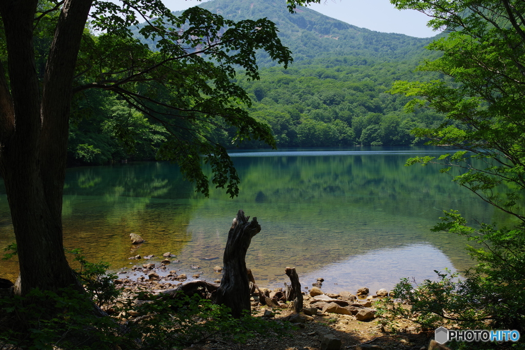 夏の赤沼