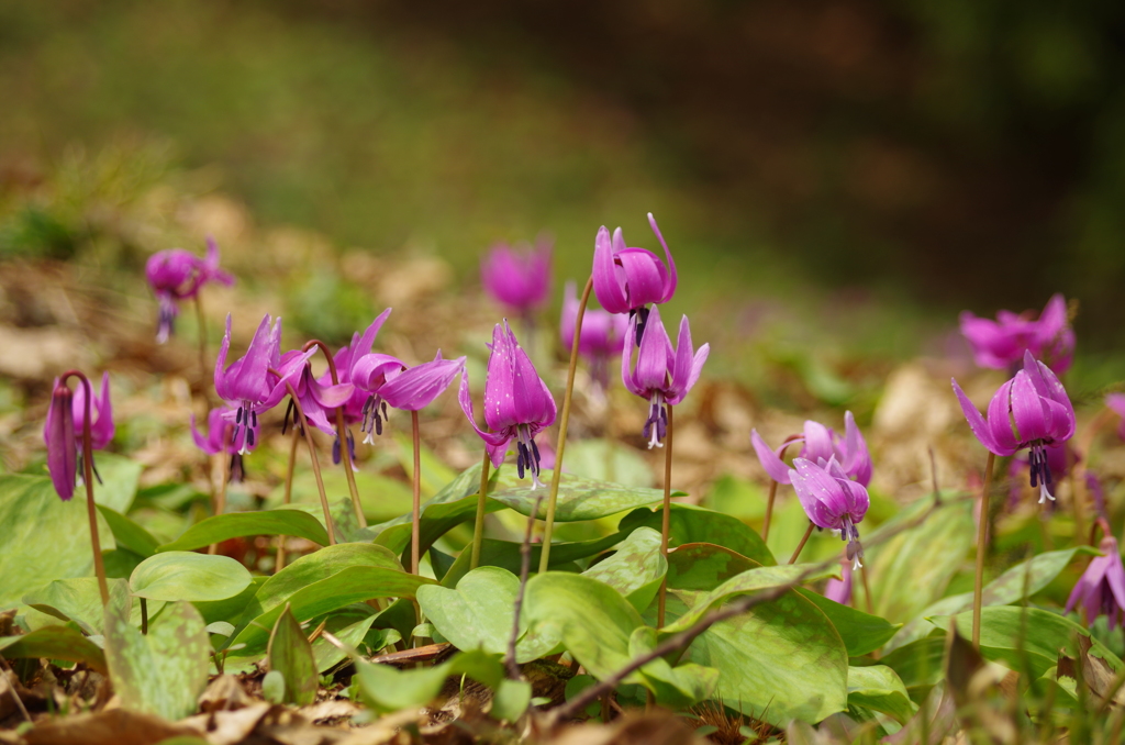 かたくりの花 ～2015①～