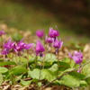 かたくりの花 ～2015①～