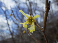 まんさくの花と雪♪