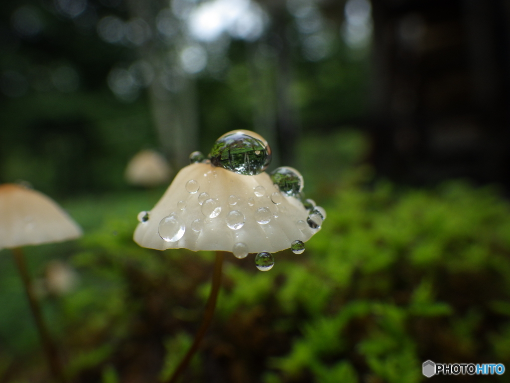きのこの森
