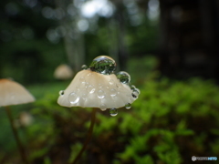きのこの森