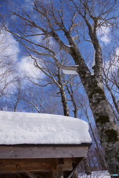 雪が少な～い