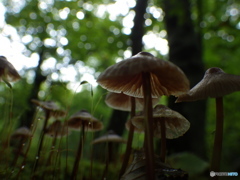 きのこの森