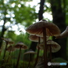 きのこの森